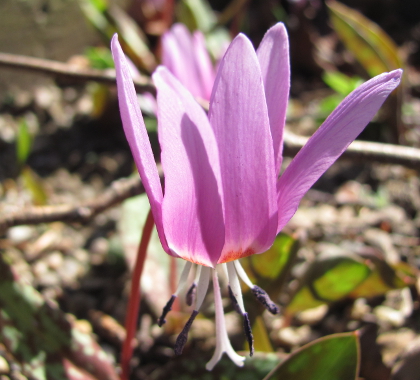 Erythronium dens-canis 'Frans Hal'